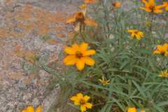 Zinnia peruviana